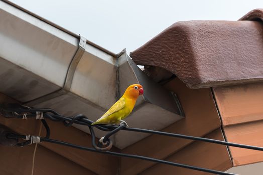 Can Lovebirds Eat Strawberry Seeds