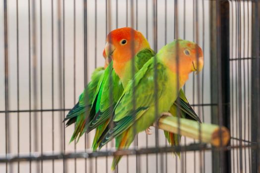 Possible Risks of Feeding Watermelon to Lovebirds