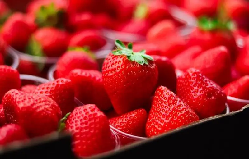 can lovebirds eat strawberries